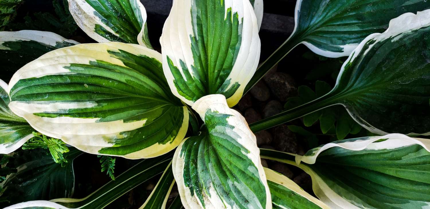 justin-hu-dfVz5ute9Tk-unsplash